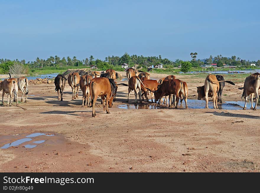 Cow At The Field