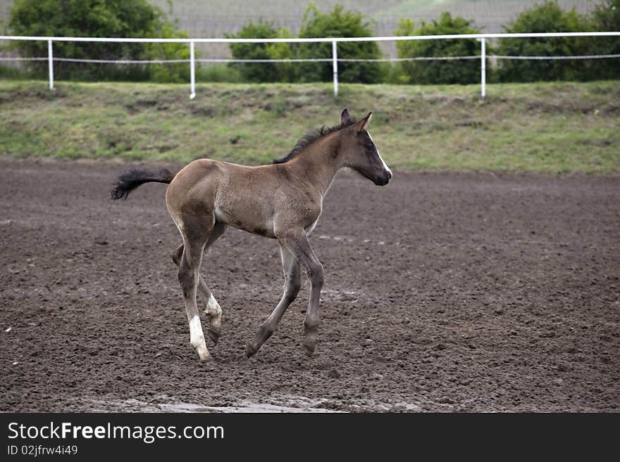 Foal running and playing on race course