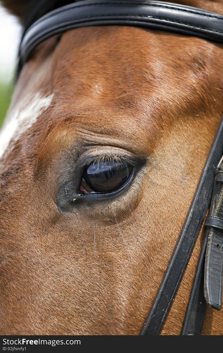 Brown horses eye, close up. Brown horses eye, close up