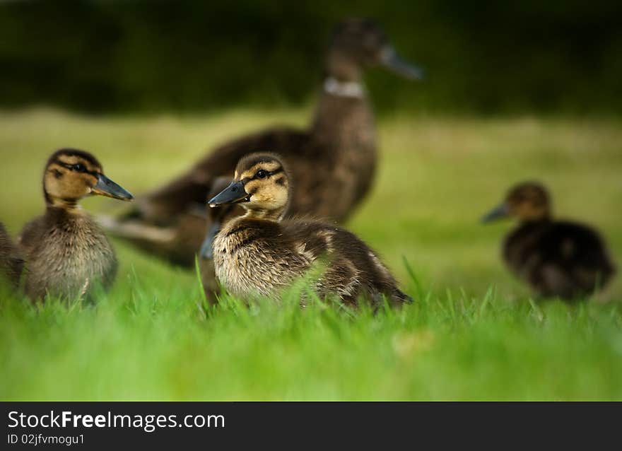 Little duckling with mother and siblings in the background on grass, taken from a low point of view. Little duckling with mother and siblings in the background on grass, taken from a low point of view