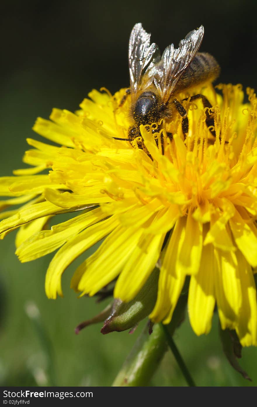 Honey bee yellow dandelion