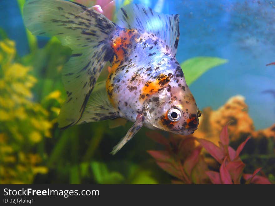 Spotted Goldfish In Aquarium.