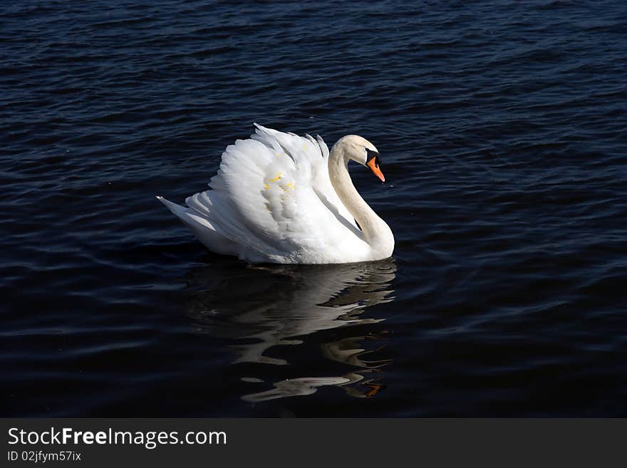 Swan