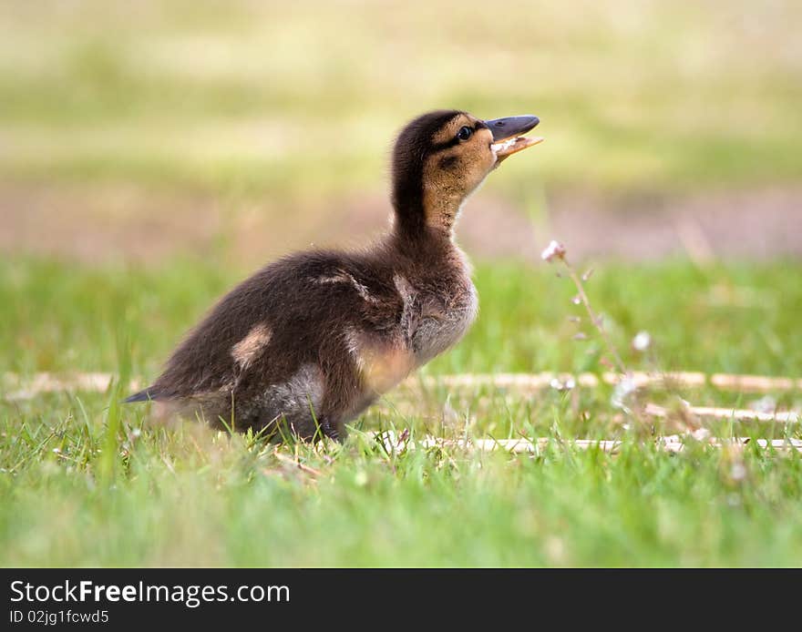 Little duckling eating a piece of bread, taken from a low point of view. Little duckling eating a piece of bread, taken from a low point of view