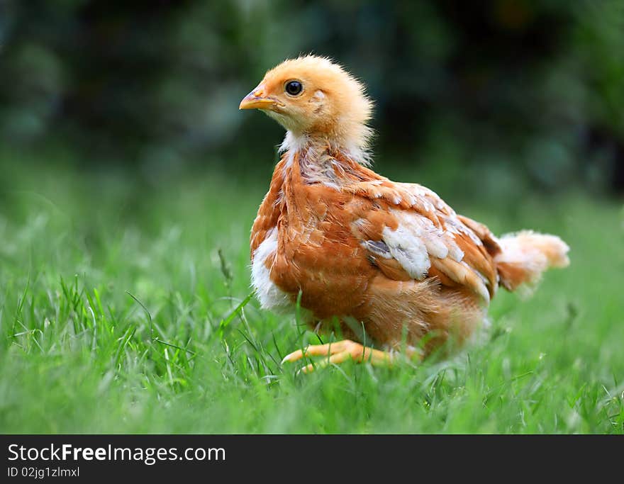 Walking chicken in green grass.