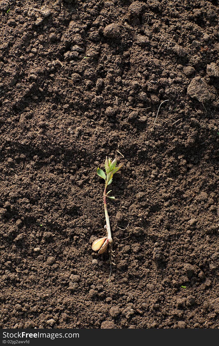 New plant on the soil