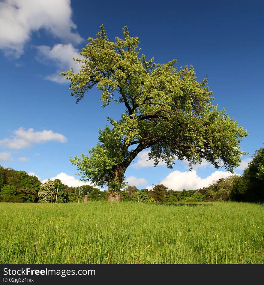 Lonely tree in the field