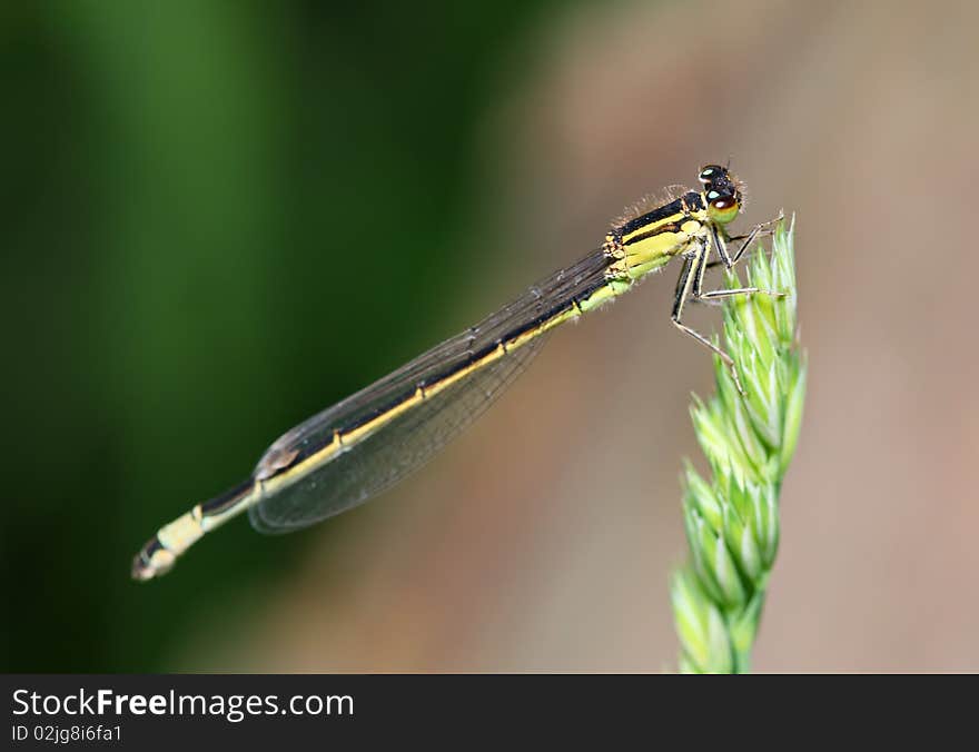 Yellow damselfly in nature. Europe