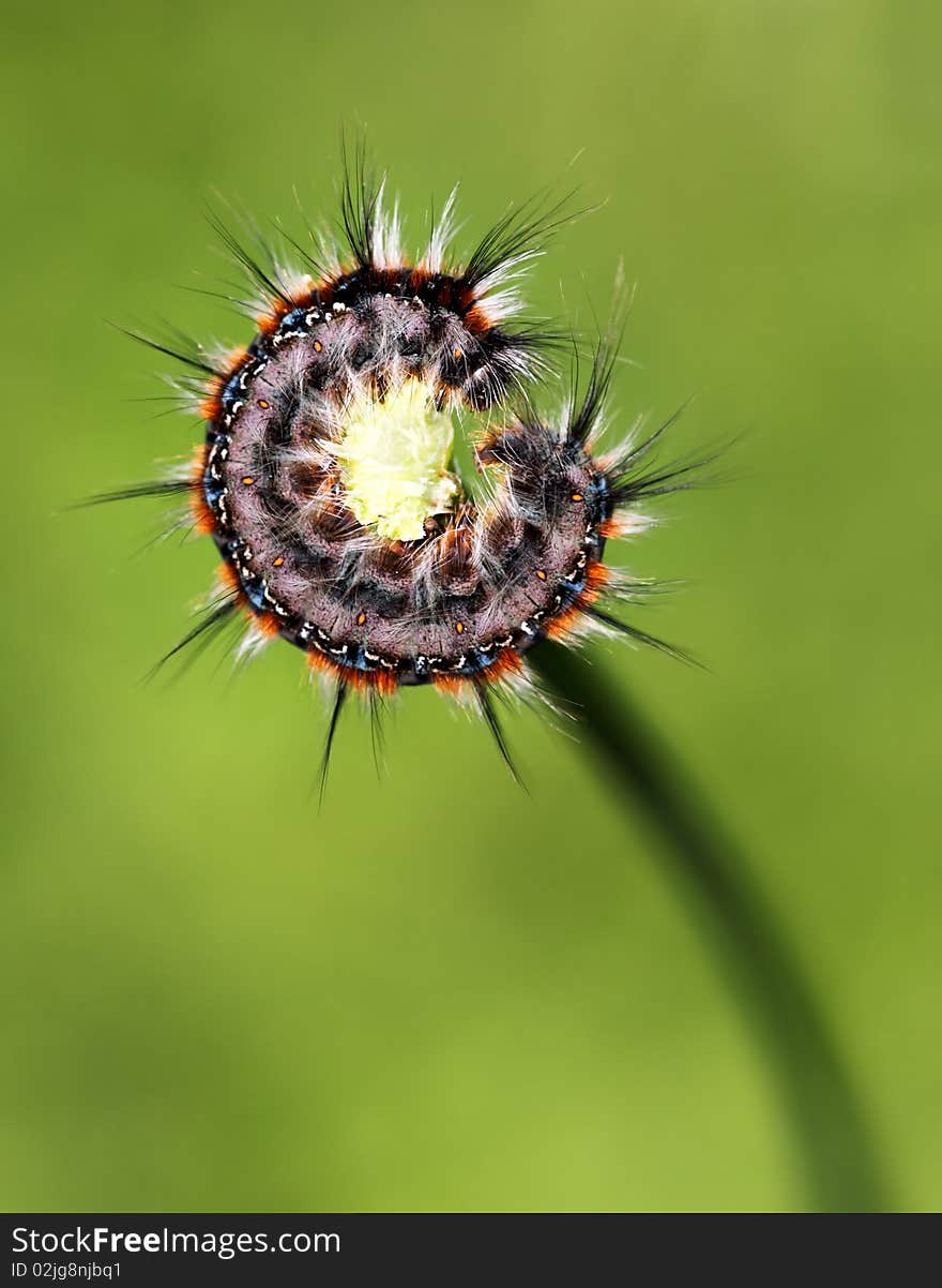 Black - red caterpillar in ring