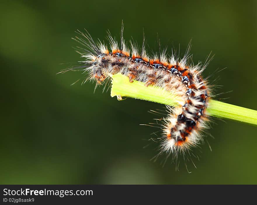 Nice Black and red caterpillar. Nice Black and red caterpillar