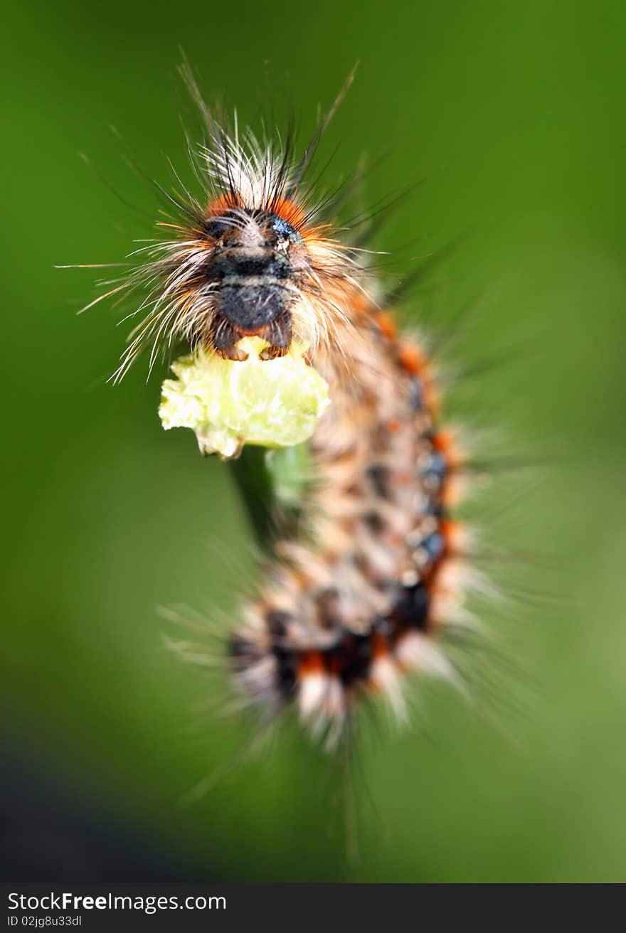 Scary Black - red caterpillar with green background