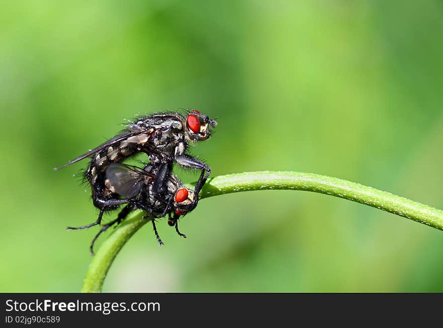 Closeup of two mating flies in garden