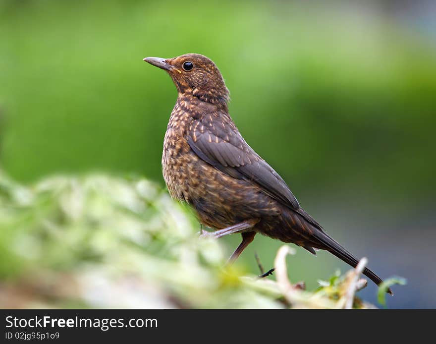 Eurasian Blackbird - female