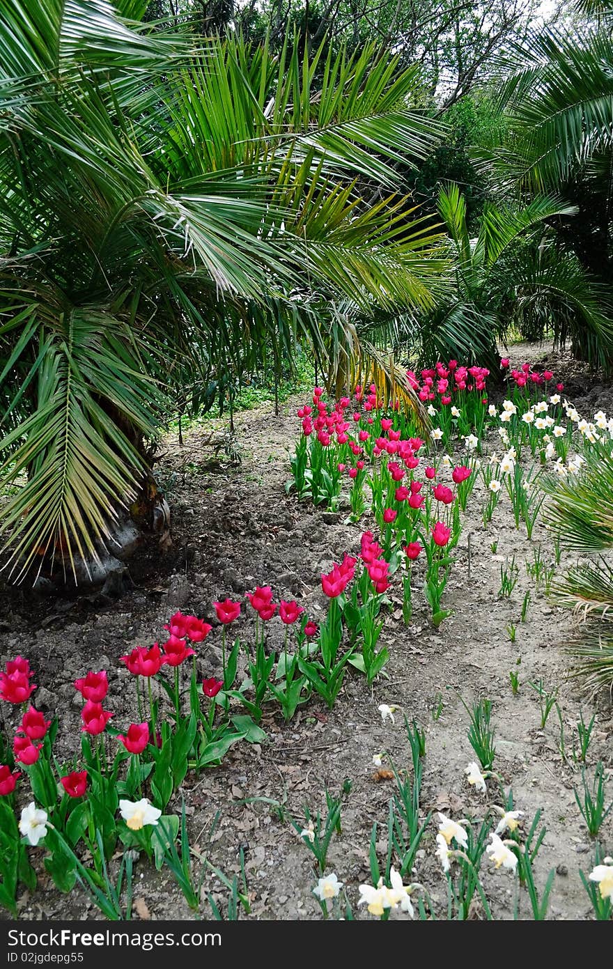 Decorative palm trees, surrounded by tulips and daffodils. Decorative palm trees, surrounded by tulips and daffodils