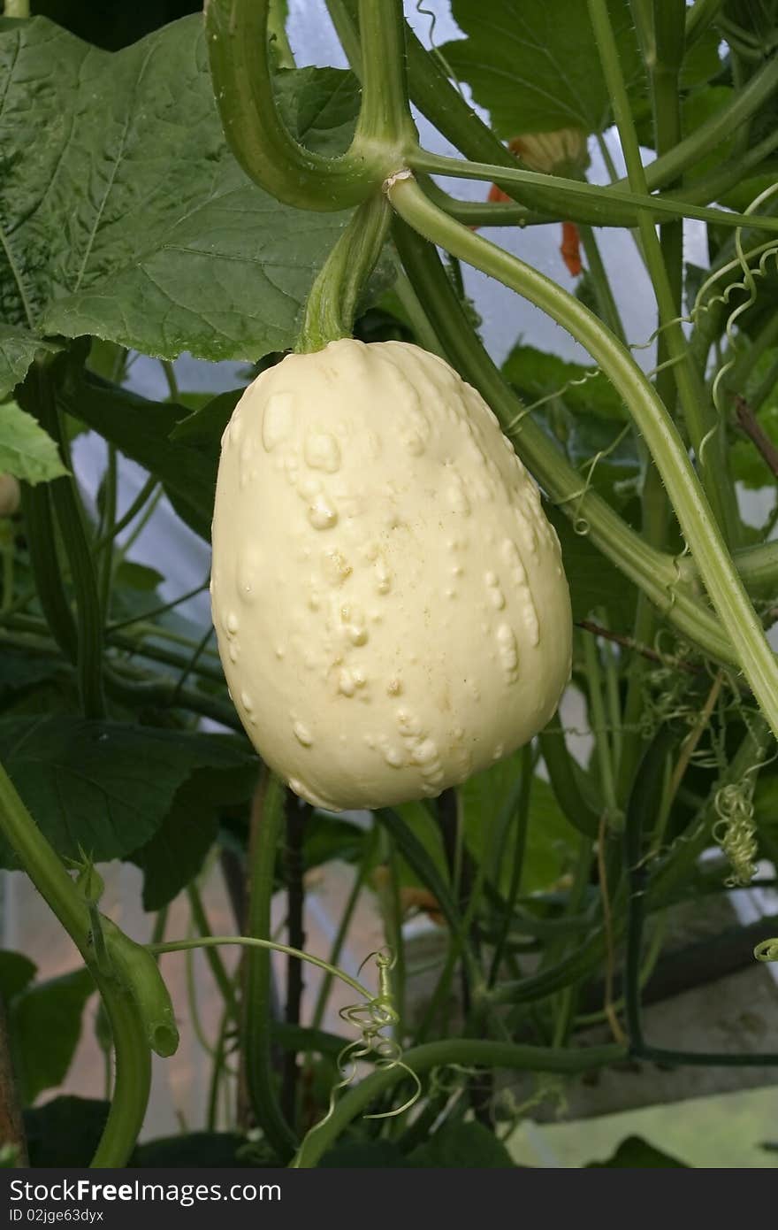 Squash Plant  Growing On Vine