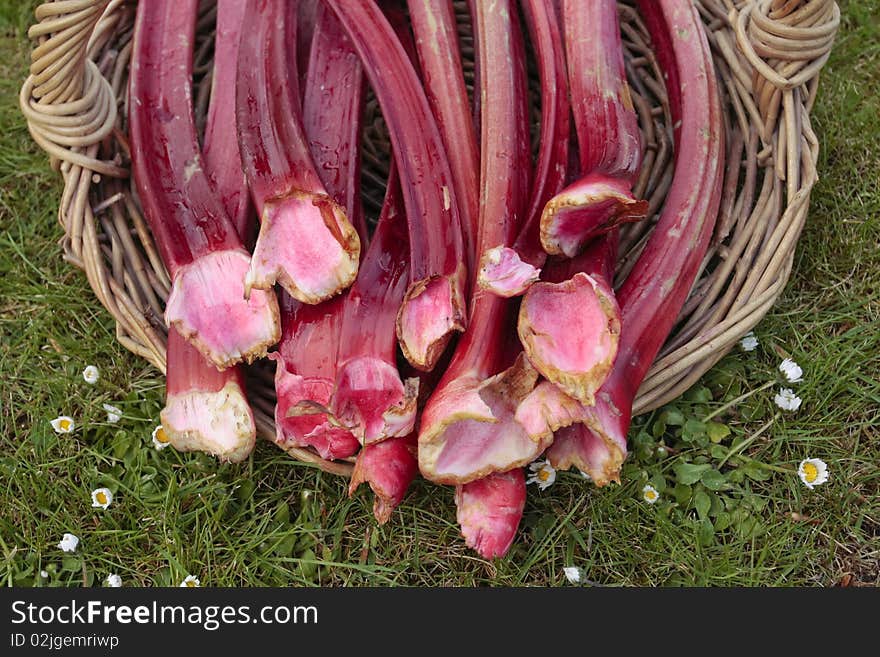 Fresh Rhubarb Shoots  Closeup