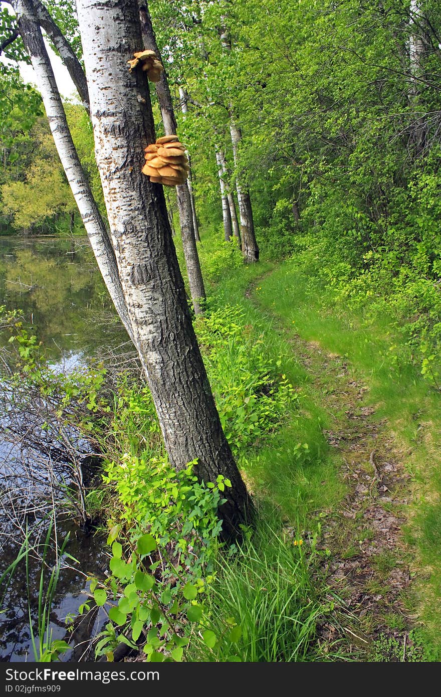 Rice Lake in the Whitewater Segment of the Ice Age Trail in Wisconsin