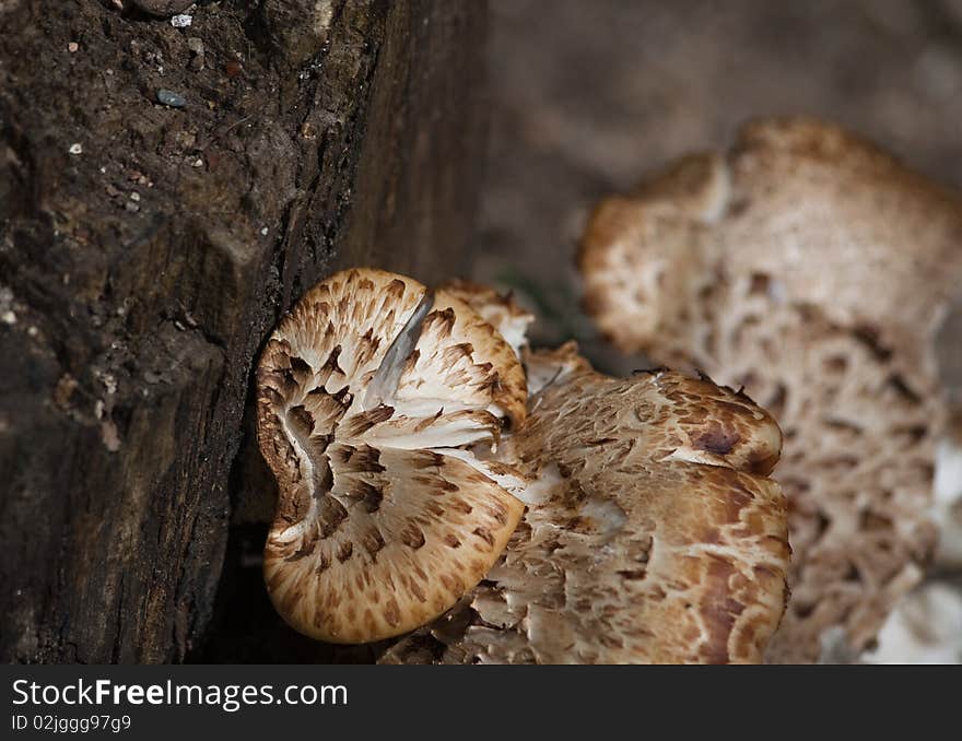 Mushrooms growing on side of stump. Mushrooms growing on side of stump