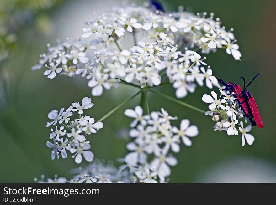 Nature. Summer. Umbrellate plant with white flowers and two red beetles. Nature. Summer. Umbrellate plant with white flowers and two red beetles.