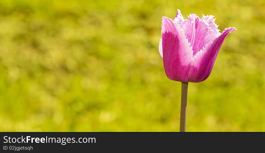 Bright beautiful purple tulip on background of blurred grass