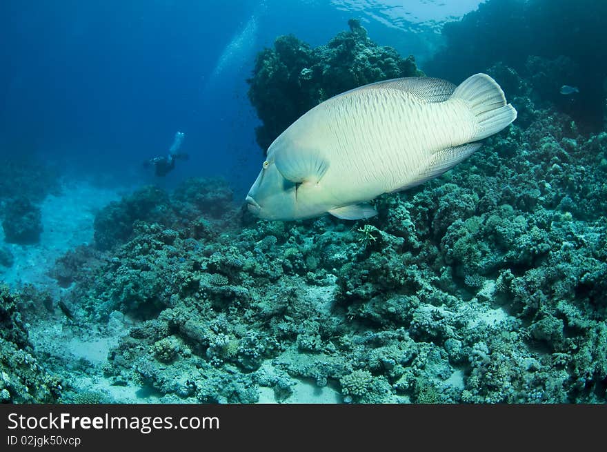 Napoleon Wrasse (Cheilinus undulatus) swimms on coral reef in red sea