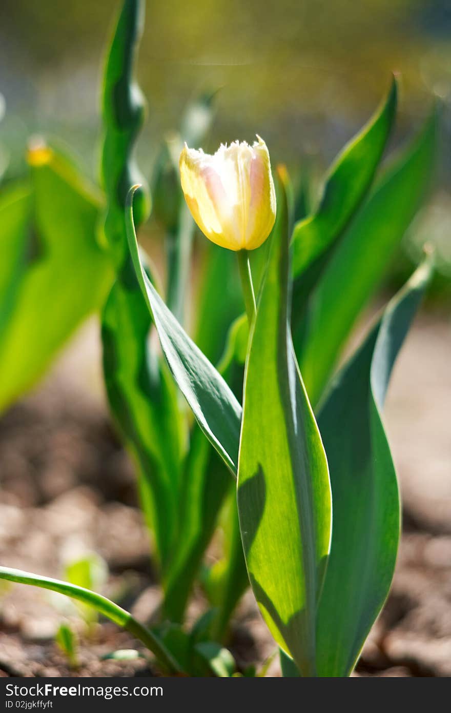 Yellow spring a young tulip with green leaves