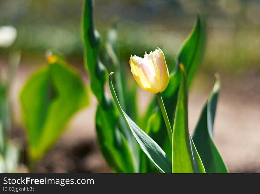 Yellow spring a young tulip with green leaves