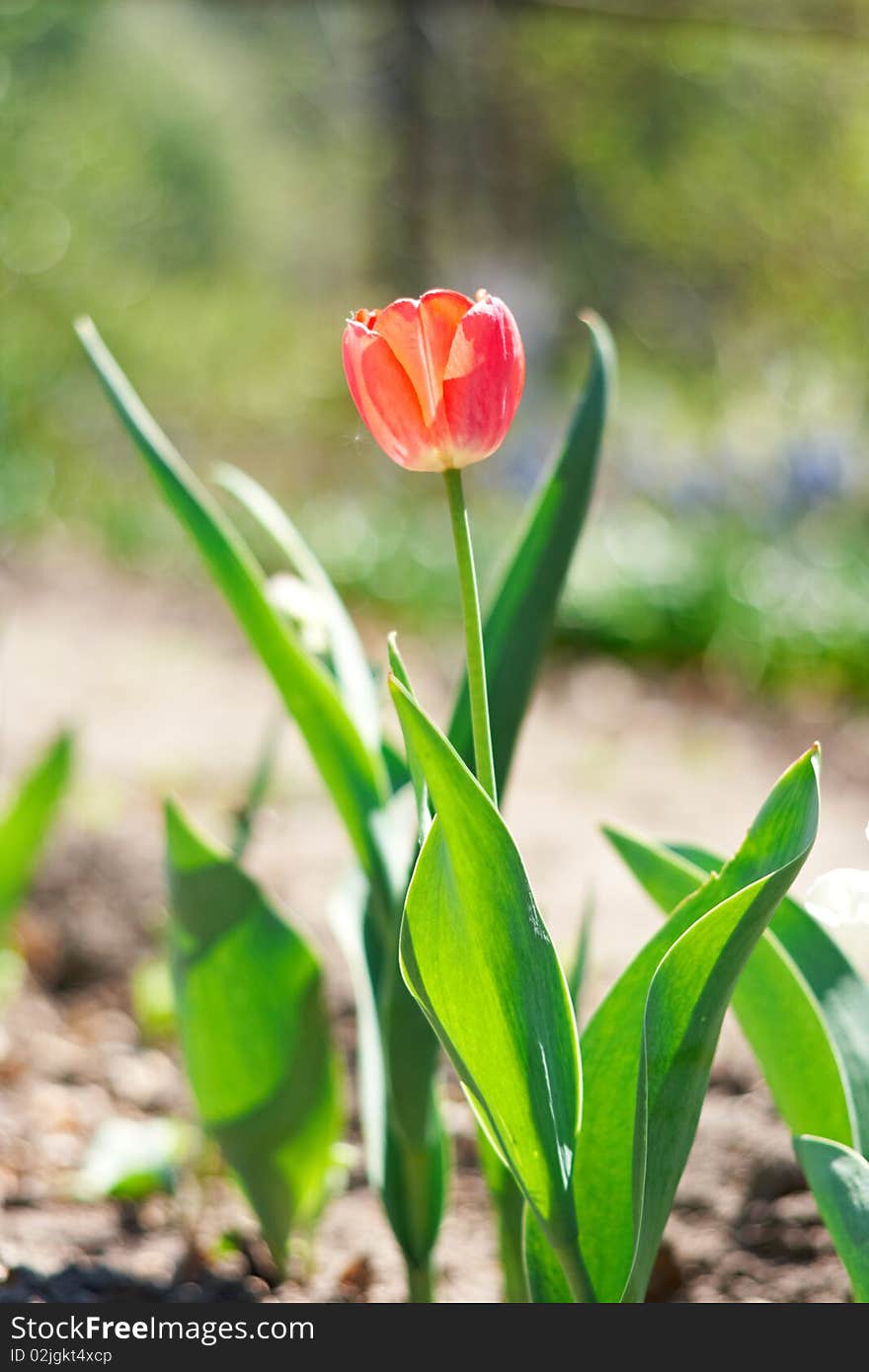 Yellow spring a young tulip with green leaves