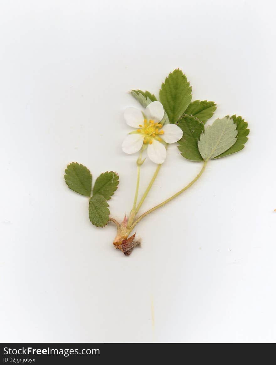 Picture of wild strawberry whole pland