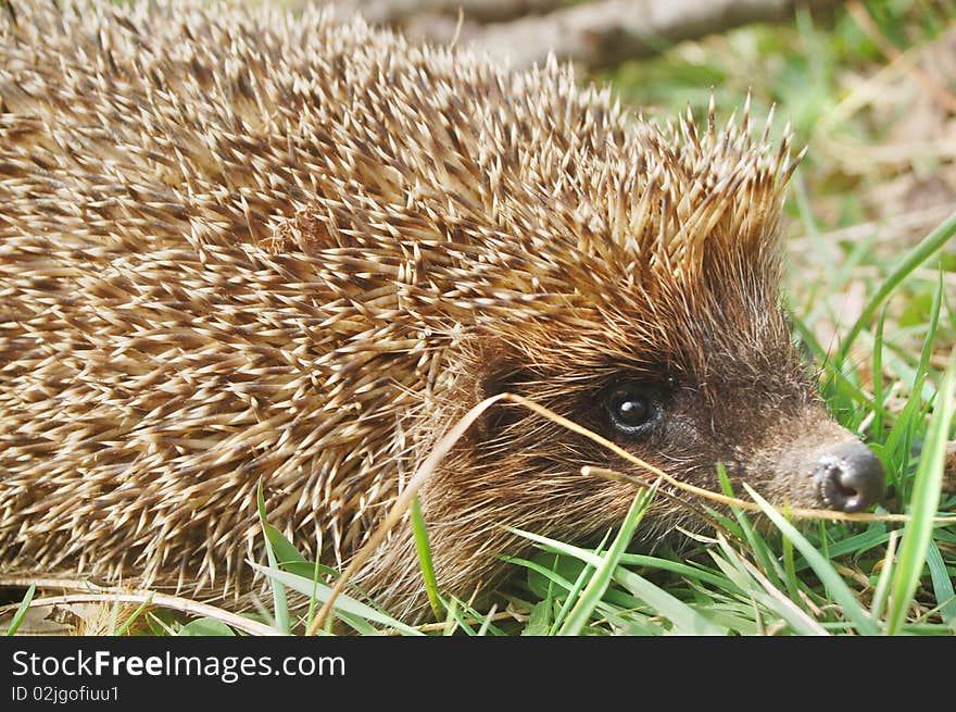 A beautiful hedgehog looking at camera