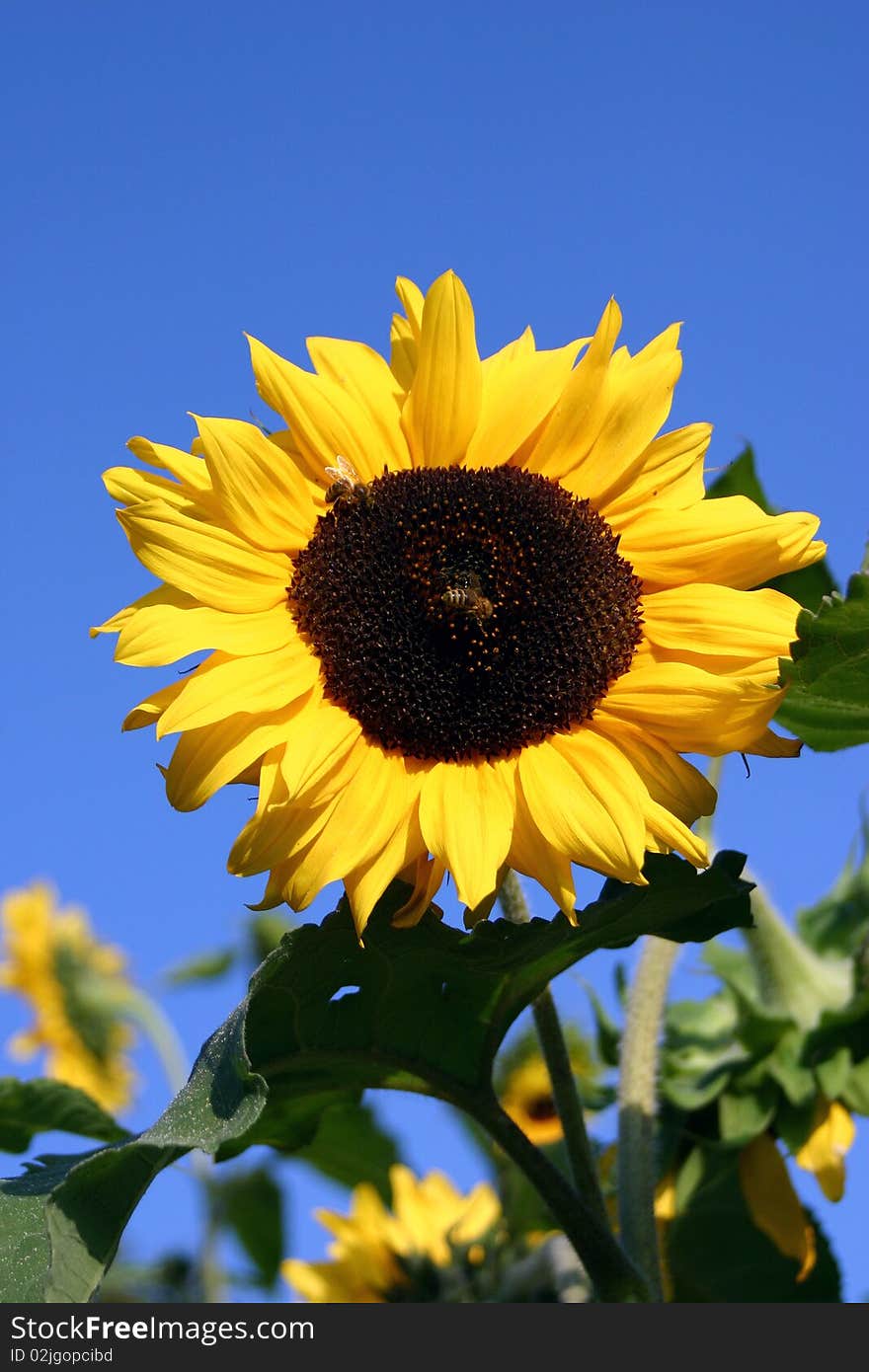 Sunflower and surrounding vegetation, sky