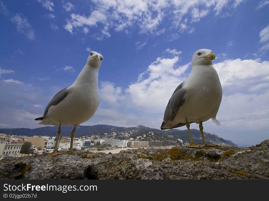 Two seagulls