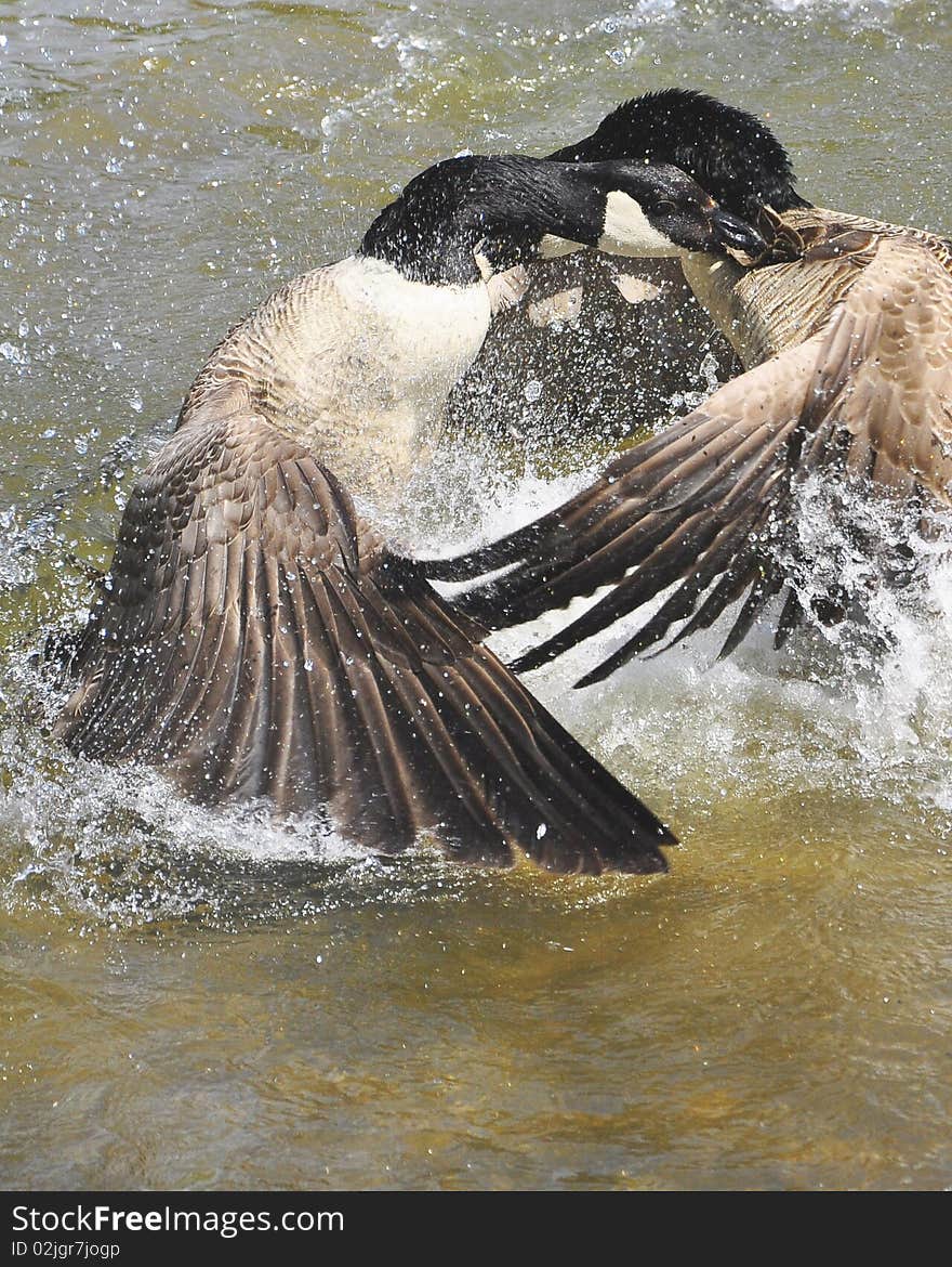 Two wild gooses fighting in the water. Two wild gooses fighting in the water