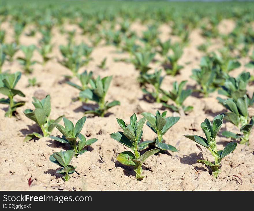 Peas Growing