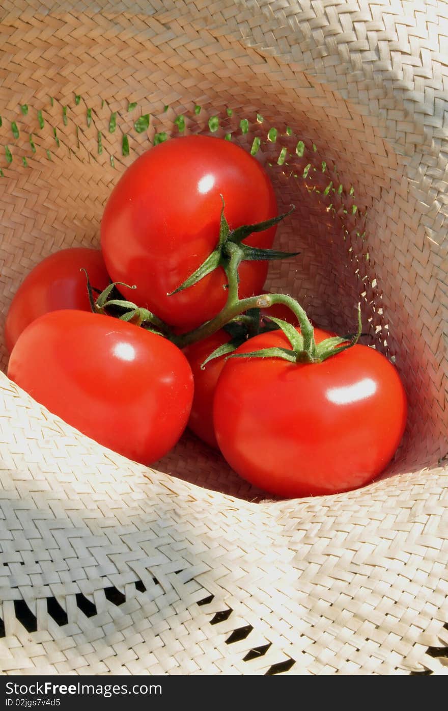 Fresh Tomatoes In A Hat