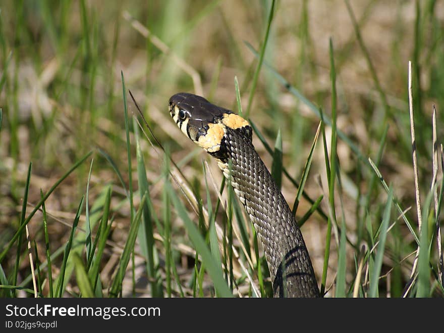 Grass snake