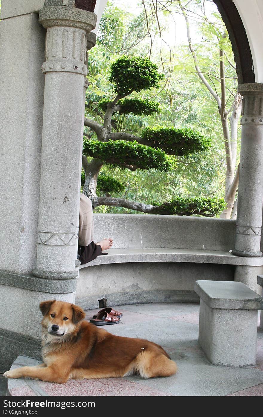 Asian Man And His Dog