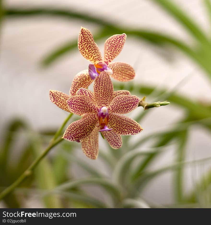 Orchid