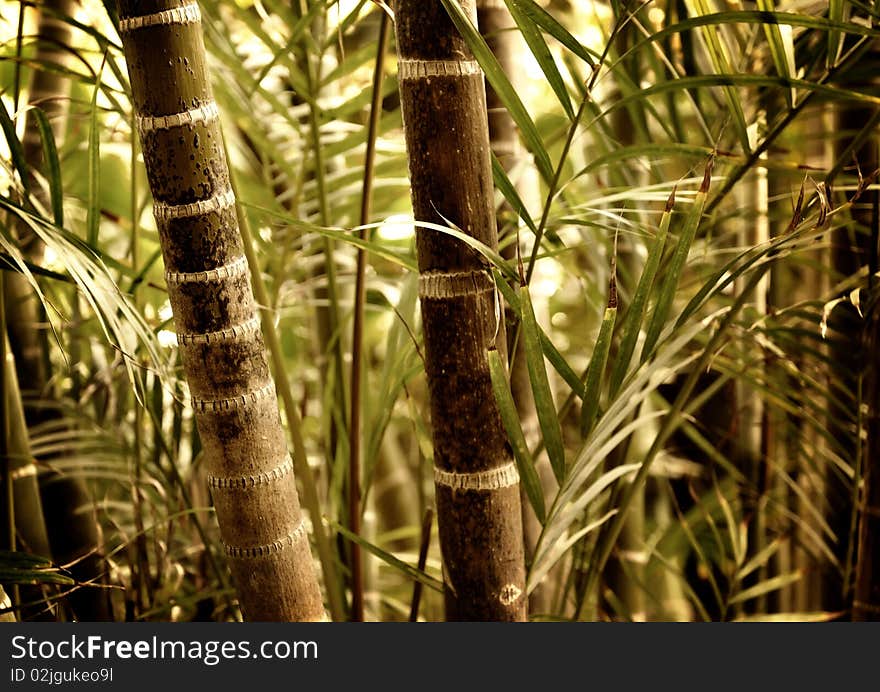 Green Plant Close-up