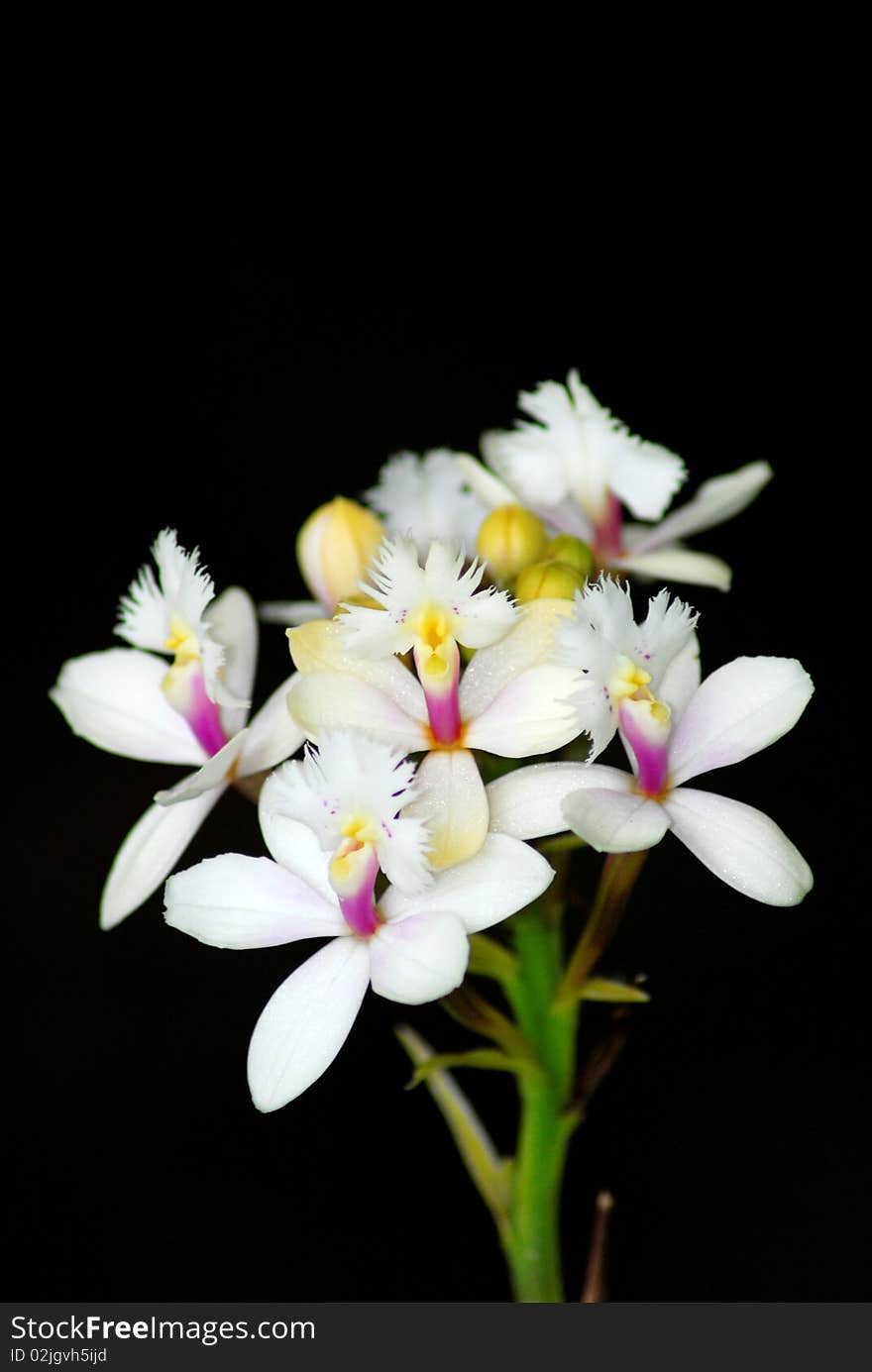 This is a rare Epidendrum in flower. White is not an easy color to find. Eoidendrums are becoming more and more popular as landscape plants. This is a rare Epidendrum in flower. White is not an easy color to find. Eoidendrums are becoming more and more popular as landscape plants.