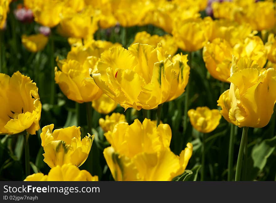 The tulips, blooming in a garden.