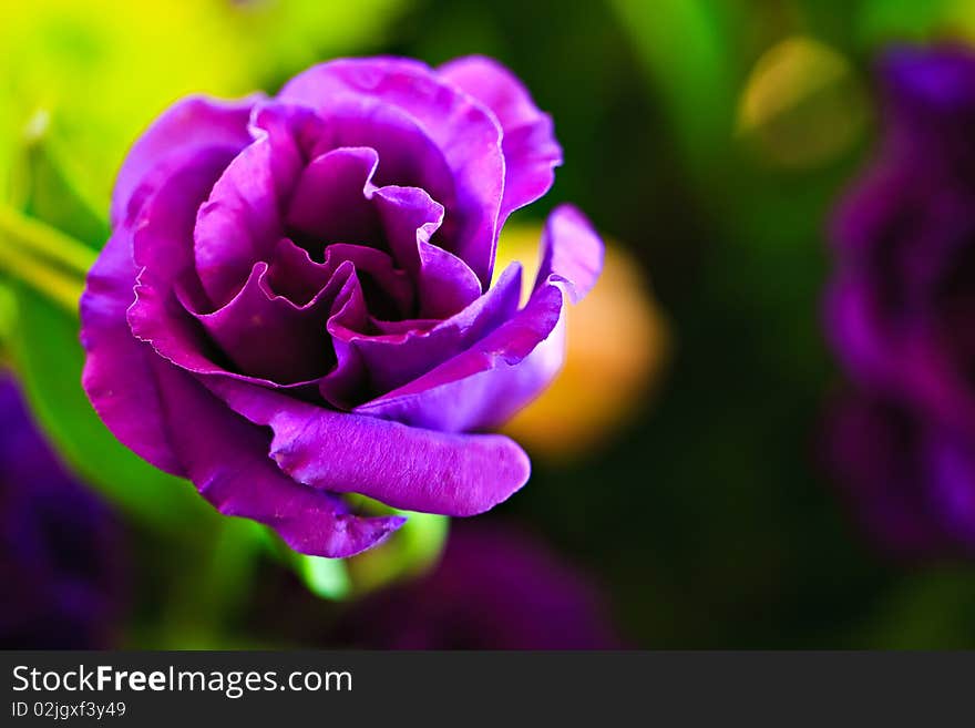 A closeup of a single tulip in bloom. A closeup of a single tulip in bloom.