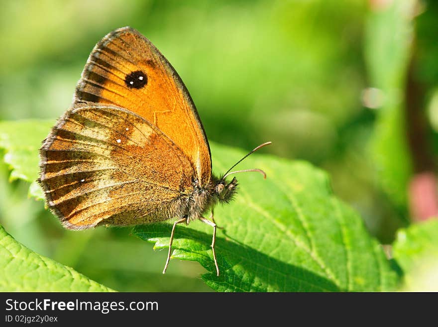 Pyronia tithonus on a leaf. Photograph in France (Pyr�n�e). Pyronia tithonus on a leaf. Photograph in France (Pyr�n�e)