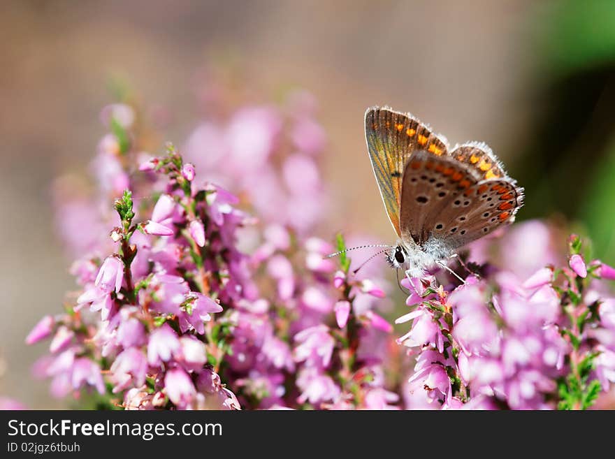 Aricia agestis on flower. Photograph in France (Pyrenean)