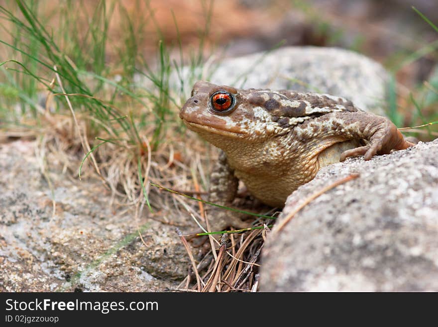 Adult common toad walking on the floor