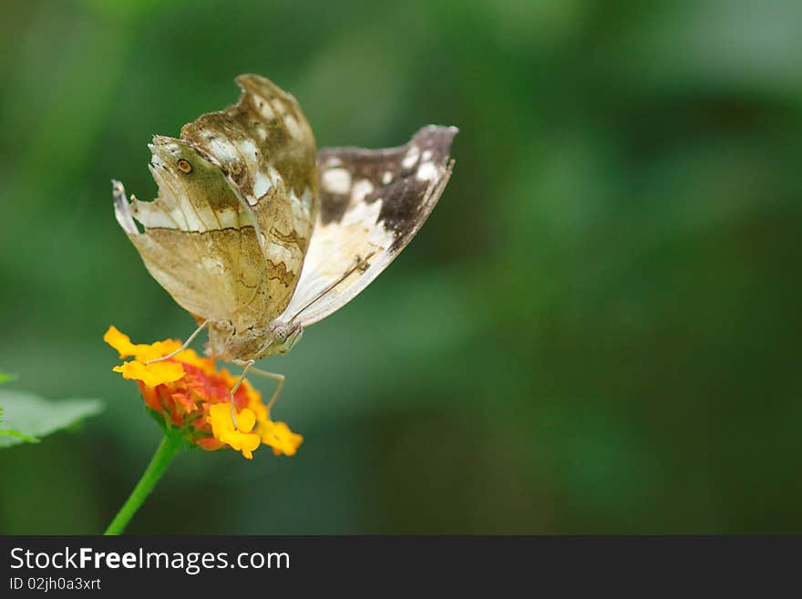 Appealing butterfly on a flower. Taken in a greenhouse