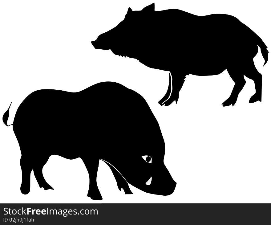 Silhouette of wild boar