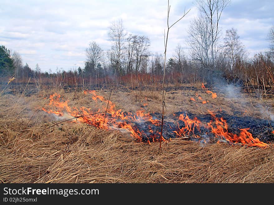 Red fire in yellow herb. Red fire in yellow herb