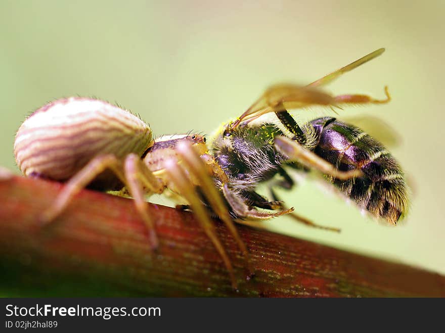 Spider hunt bee.Macro,close-up shot. Spider hunt bee.Macro,close-up shot.