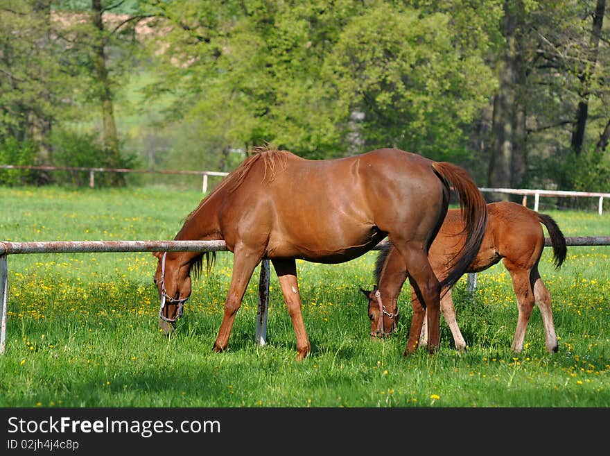 Horses On Pasture